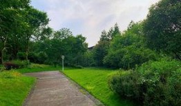 泥洼树兰最新爆料,揭开神秘植物背后的传奇故事